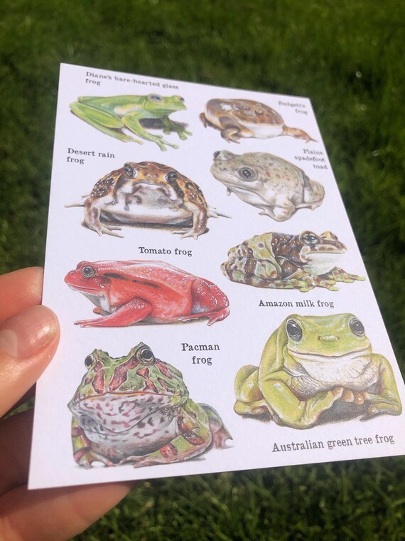 Frogs and Toads A6 Postcard Featuring Original Drawings of Frog