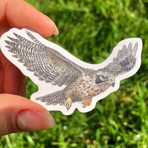 Peregrine Falcon Sticker Waterproof Individual Die-cut Sticker Watercolour Bird Illustration