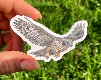 Peregrine Falcon Sticker Waterproof Individual Die-cut Sticker Watercolour Bird Illustration