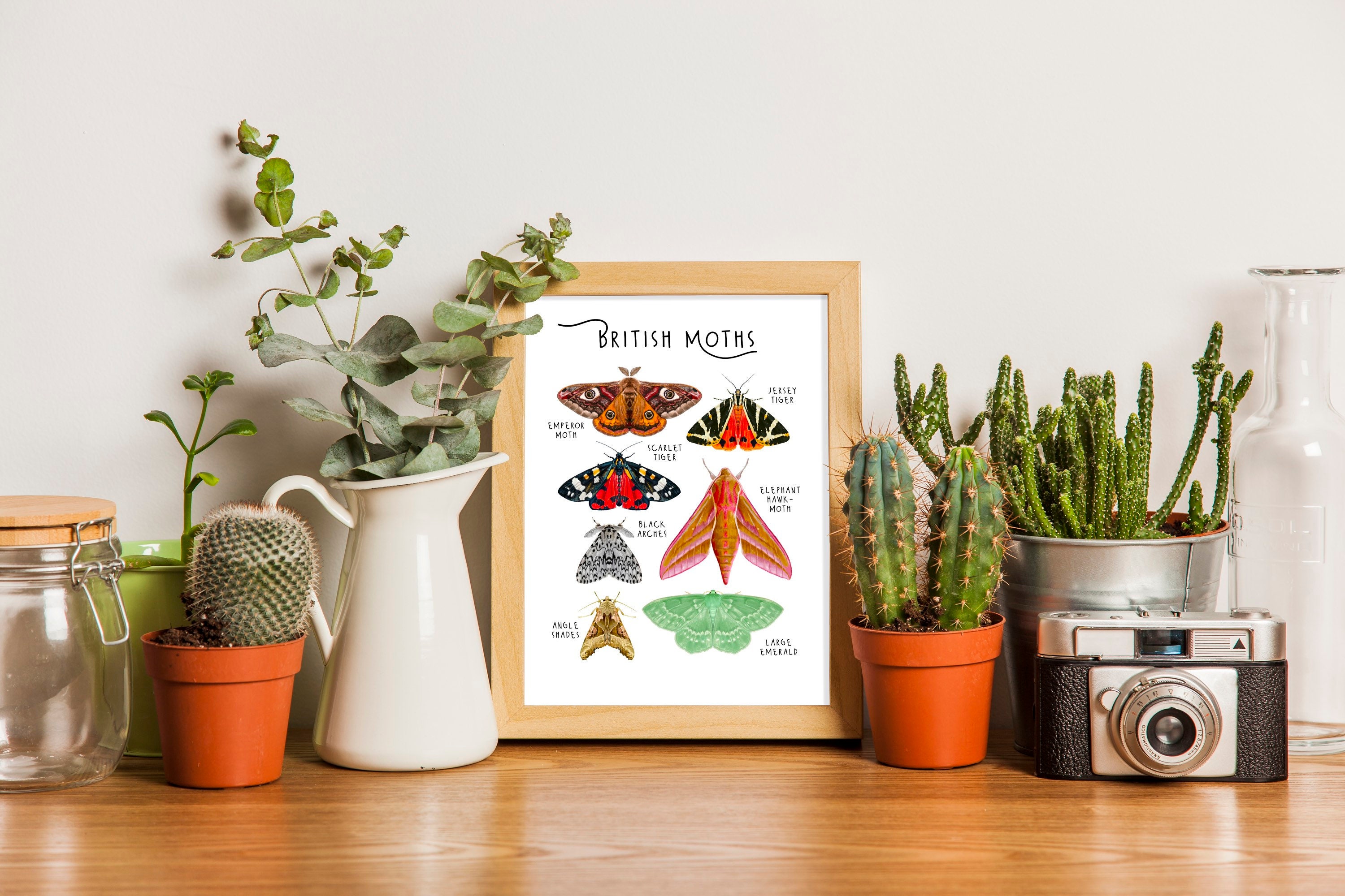 British Moths Fine Art Poster Print A4 Educational Scientific ...