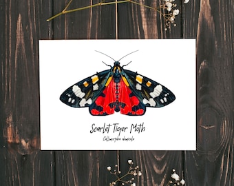 Scarlet Tiger Moth Fine Art Print A5 Illustration Drawing
