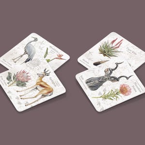 Op de afbeelding: Vier vierkante onderzetters met aquarel illustraties van Zuid-Afrikaanse flora en fauna. Elke onderzetter heeft een ander ontwerp, waaronder een vogel, een springbok en diverse planten. De onderzetters zijn wit met een subtiel patroon.