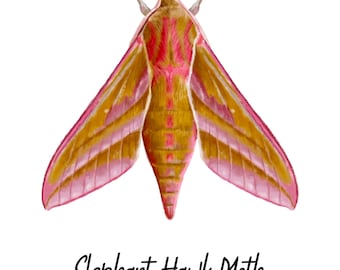 Elephant Hawk-moth Fine Art Print A5 Illustration Drawing
