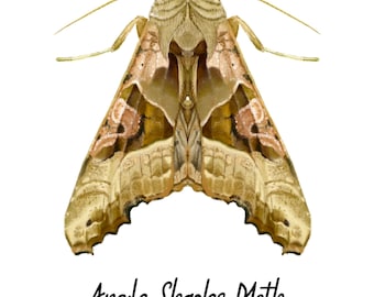 Angle Shades Moth Fine Art Print A5 Illustration Drawing