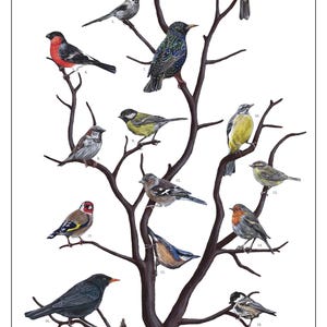 Birds of the British Garden Art Print