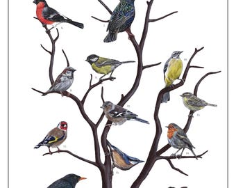 Birds of the British Garden Art Print