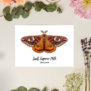 Small Emperor Moth Fine Art Print A5 Illustration Drawing
