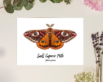Small Emperor Moth Fine Art Print A5 Illustration Drawing