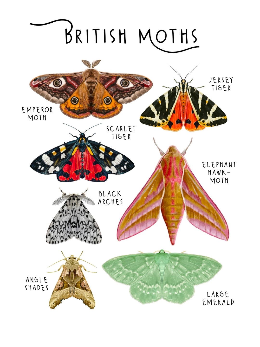 British Moths Fine Art Poster Print A4 Educational Scientific ...