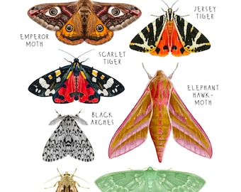 British Moths Fine Art Poster Print A4 Educational Scientific Illustration