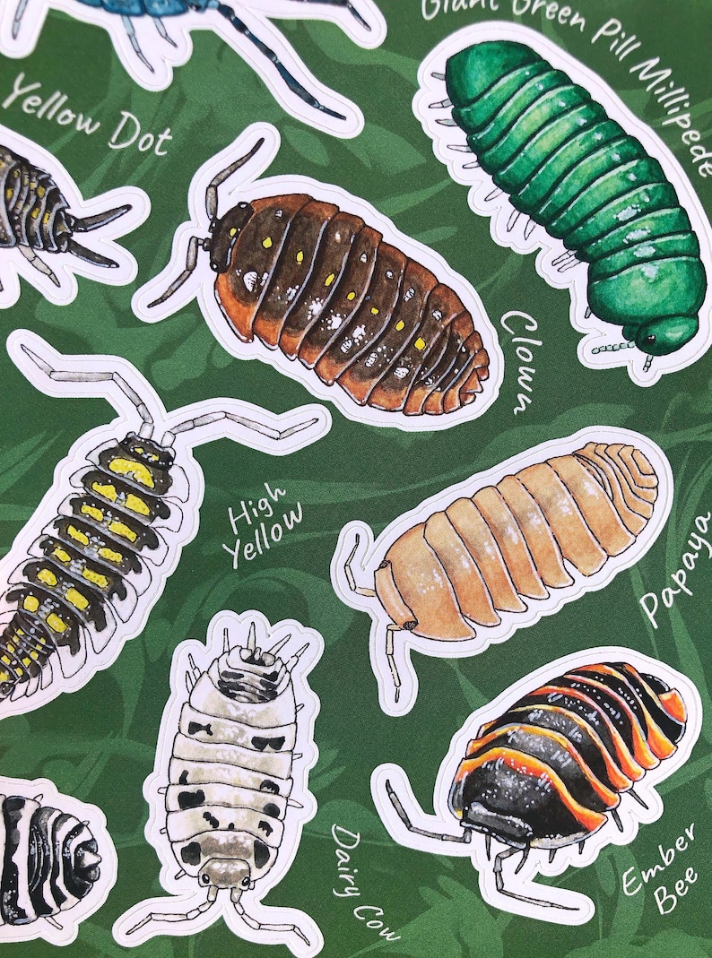 Isopod Sticker Sheet With 9 Eco Paper Stickers - Etsy