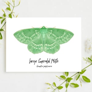 Large Emerald Moth Fine Art Print A5 Illustration Drawing