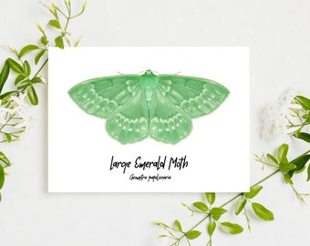 Large Emerald Moth Fine Art Print A5 Illustration Drawing