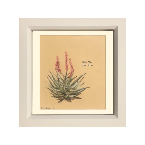 Original Illustration of Cape Aloe in Oil Based Coloured Pencils Square Framed