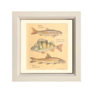 Peut inclure: Impression encadrée présentant des illustrations détaillées de trois espèces de poissons : Goujon, Perche commune et Barbeau. L'œuvre est posée sur un fond beige avec les noms des poissons en écriture élégante. Le cadre est de couleur blanc cassé neutre.
