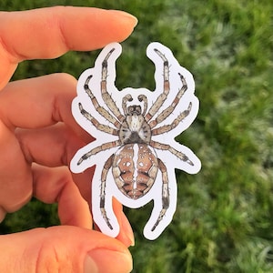 European Garden Spider Sticker Waterproof Individual Die-cut Sticker Watercolour Orb Weaver Illustration