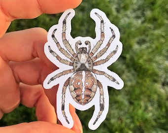 European Garden Spider Sticker Waterproof Individual Die-cut Sticker Watercolour Orb Weaver Illustration