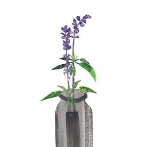 Salvia - Giclee Print of an Original Collage