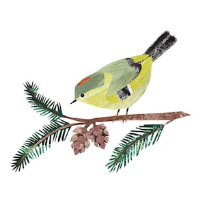 Op de afbeelding: Een kleine groene en gele vogel met een rode kroon zit op een tak met dennenappels. De vogel kijkt naar links en heeft een zwart oog.