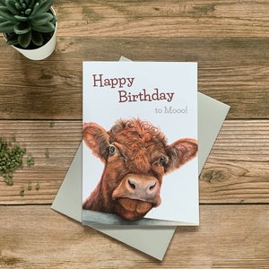 Cow Birthday Card – Funny Shorthorn Cattle Card