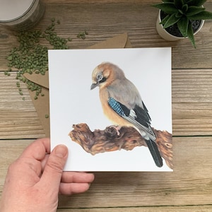 Eurasian Jay,  Bird – Wildlife Animal Art Card