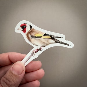Goldfinch – Vinyl Bird Sticker