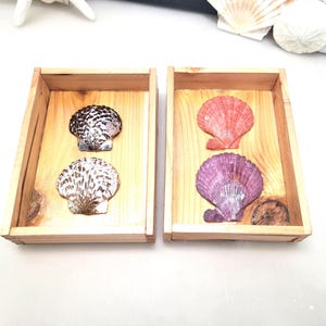 Könnte beinhalten: Zwei Holztabletts mit jeweils zwei Muscheln. Eines enthält eine braun-weiße und eine weiß-braune Muschel. Das andere Tablett enthält eine rosa und eine lila Muschel. Die Tabletts stehen auf einer weißen Oberfläche.