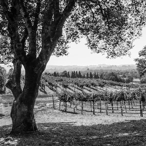 black and white landscape photography, fine art photography, wine, vineyard, sonoma county, california, russian river, wine country