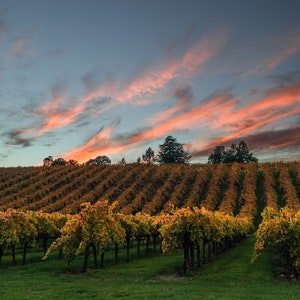 landscape photography, fine art photography, wine, vineyard, sonoma county, california, wine country, vine, sunset, fall, autumn