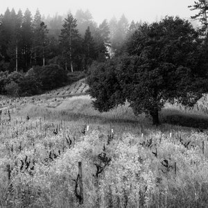 black and white landscape photography, fine art photography, wine, vineyard, sonoma county, California, dry creek valley, wine country