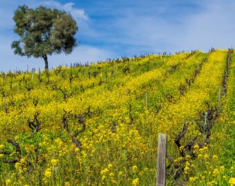 landscape photography, fine art photography, wine, vineyard, sonoma county, california, russian river, zinfandel, vine, mustard flowers