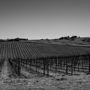 black and white landscape photography, fine art photography, wine, vineyard, sonoma county, California, pinot, chardonnay, wine country