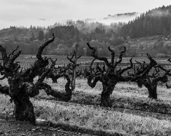 black and white landscape photography, fine art photography, wine, vineyard, sonoma county, California, dry creek valley, wine country