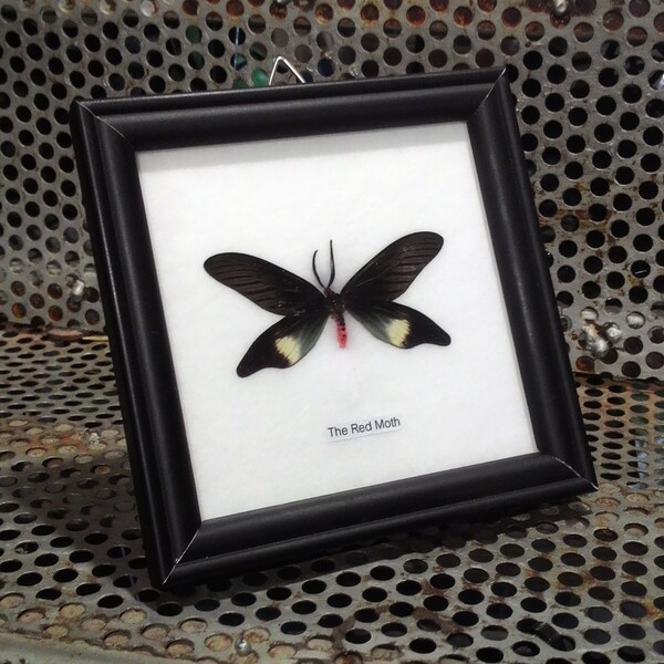 Real Butterfly taxidermy in wooden black frame : The Red Moth in framed size 12x12x2 cm for Gifts, collection and studies education