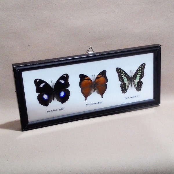 Real 3 Butterfly (NTT #0005), Framed butterflies, Butterfly taxidermy, Butterfly display, Collection Butterflies