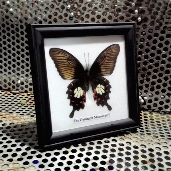 Real Butterflytaxidermy in wooden black frame. The Real Butterfly name : The Common Mormon(F) in framed size 12x12x2 cm for wall decor