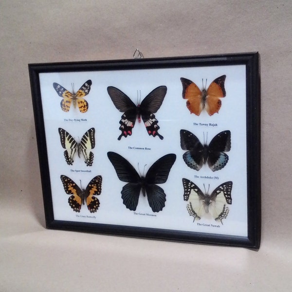 Real 8 Mounted Butterfly frame (NTT #0019) For Collection, Gift, Home decor. The butterfly stuff in wooden frame.