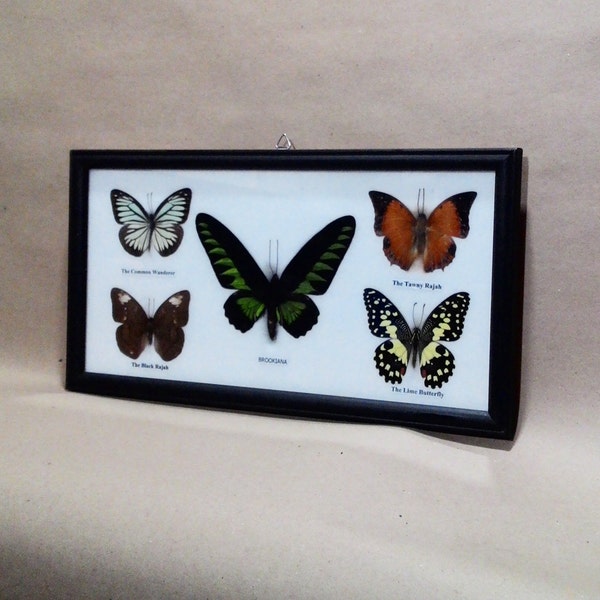 Mix Real 5 Mounted Butterfly framed (NTT #0049) For Collection, Gift, Home decor. The butterfly stuff in wooden frame.