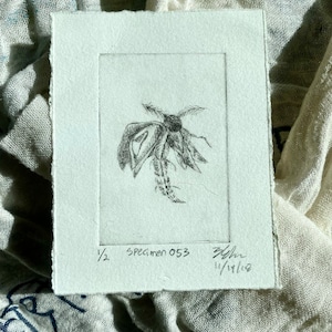 Specimen 053, Intaglio Print