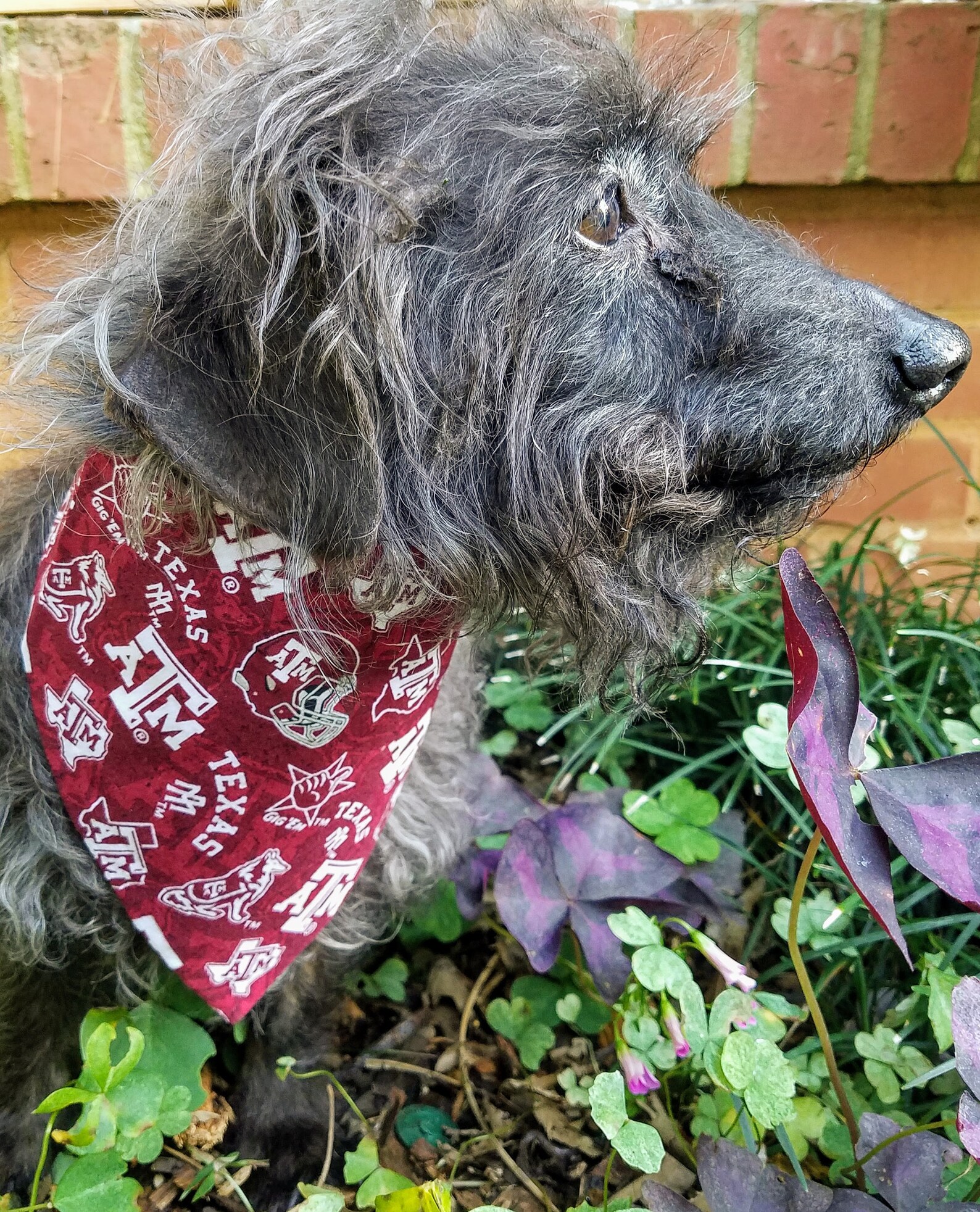 Buckle Dog Bandana Dog Bandanna Texas A&M University Aggies Etsy