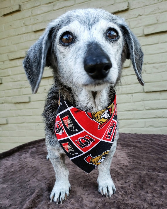 Ottawa senators dog jersey 2025