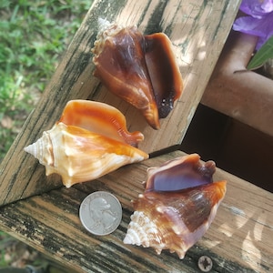 Florida Fighting Conch Shells - per dozzina - Bulk Florida Gulf Coast Seashells - Per artigianato, decorazioni da spiaggia, fai da te