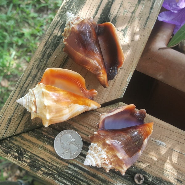 Florida Fighting Conch Shells - per dozen - Bulk Florida Gulf Coast Seashells - For Crafting, Beach Decor, DIY
