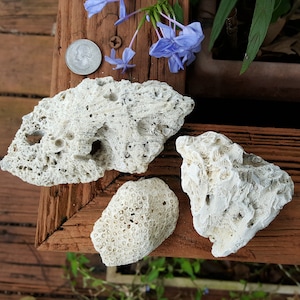 Puede incluir: Tres piezas de coral blanco sobre una superficie de madera. El coral es de diferentes formas y tamaños, con una textura rugosa y porosa.