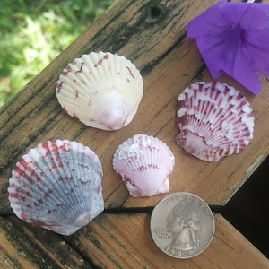 Bulk Calico Scallop Shells - Per 8 oz ( ~90 pieces) - Florida Gulf Coast Seashells - Bulk Shells for Crafting, Beach Decor, DIY