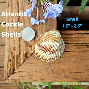 Cockle Shells, Small, per 8 - Florida Gulf Coast Bulk Seashells for Beach Decor, Crafting, DIY