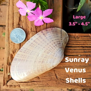 Conchiglie Sunray Venus, taglia grande (3,5"- 4,5") - per 8 conchiglie - Conchiglie della costa del Golfo della Florida - Conchiglie sfuse per artigianato, arredamento da spiaggia, fai da te