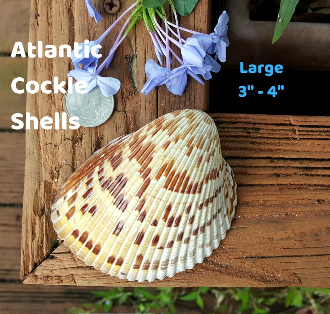 Cockle Shells, Large, per 6 - Florida Gulf Coast Bulk Seashells for ...