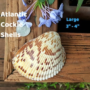 May include: A large Atlantic Cockle shell, approximately 3 to 4 inches in size, with a cream and brown pattern. The shell is displayed on a wooden surface, accompanied by blue flowers and the text "Atlantic Cockle Shells".