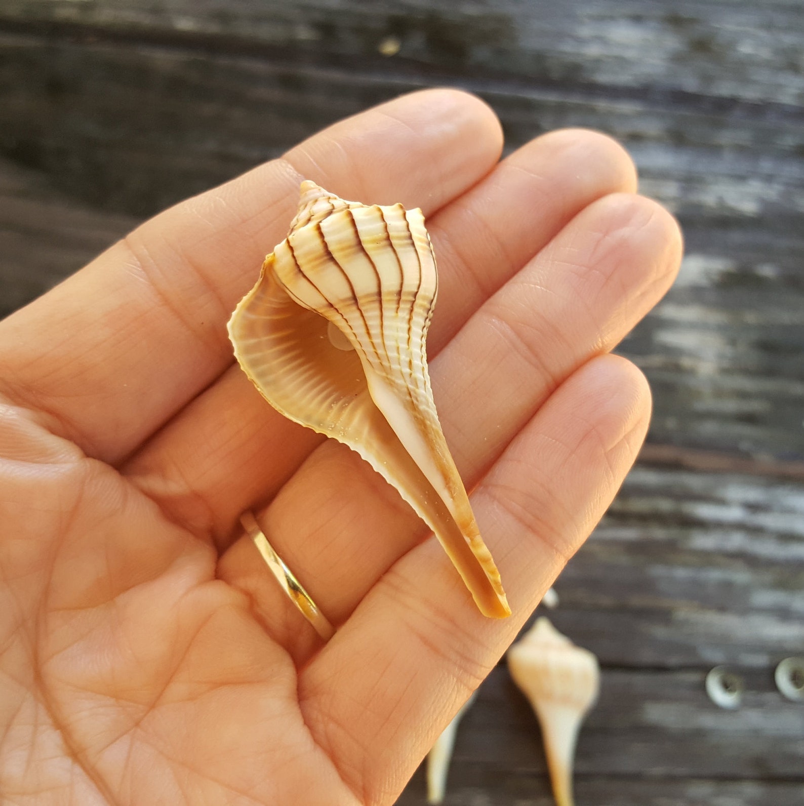Lightning Whelk Shells Tiny 2 long per dozen Etsy